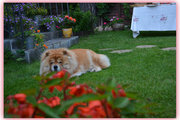 Honorowa członkini klubu chow-chow Yoko – pies wielozadaniowy